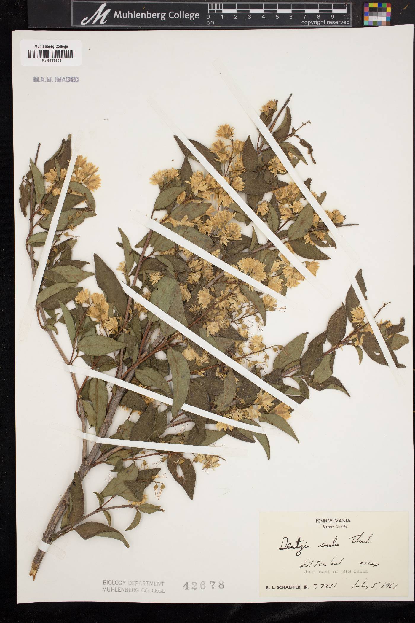 Deutzia scabra image