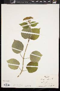 Hydrangea arborescens var. oblonga image