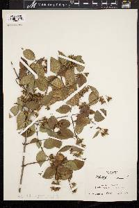 Philadelphus coronarius image