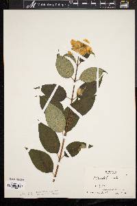 Philadelphus grandiflorus image