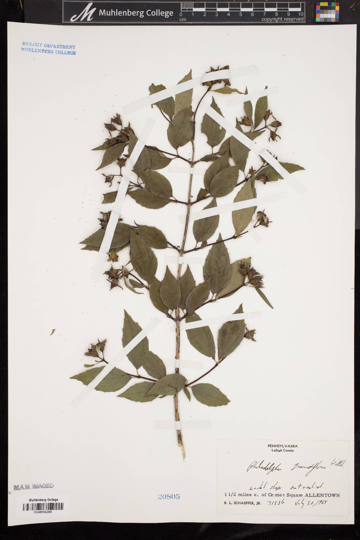 Philadelphus grandiflorus image