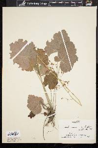 Heuchera americana image