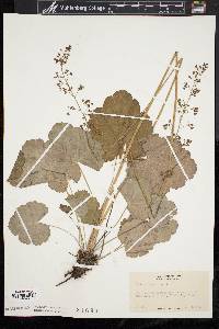 Heuchera americana image