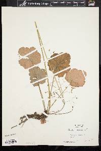 Heuchera americana image