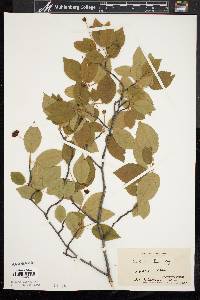 Amelanchier laevis image