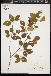 Amelanchier laevis image