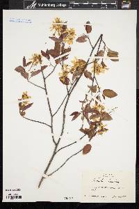 Amelanchier laevis image