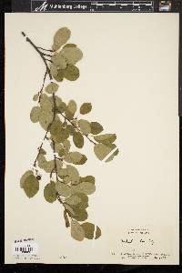 Amelanchier laevis image