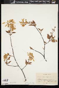 Amelanchier laevis image