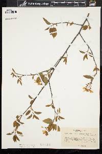 Amelanchier laevis image