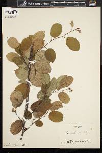 Amelanchier laevis image