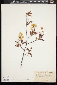 Amelanchier laevis image