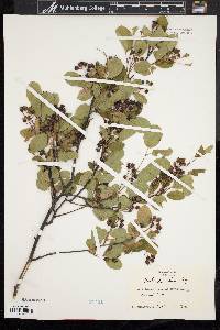 Amelanchier laevis image