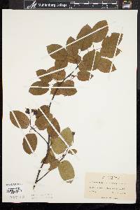 Amelanchier laevis image