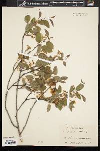 Amelanchier laevis image