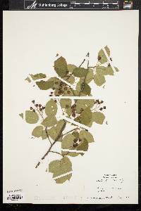 Amelanchier laevis image