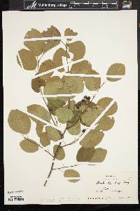 Amelanchier laevis image