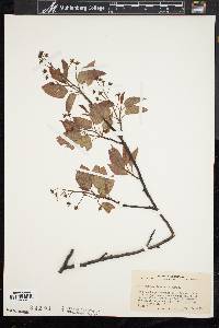 Amelanchier laevis image