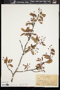 Amelanchier laevis image