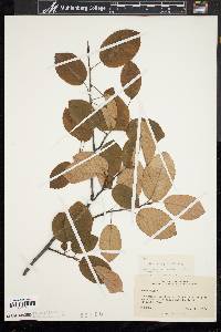 Amelanchier laevis image