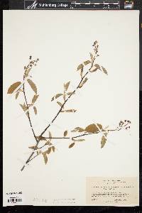 Amelanchier laevis image