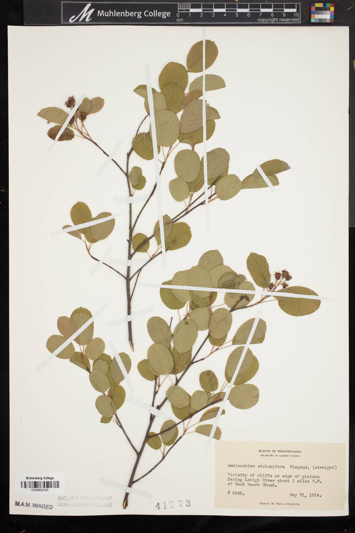 Amelanchier stolonifera image