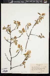 Amelanchier stolonifera image