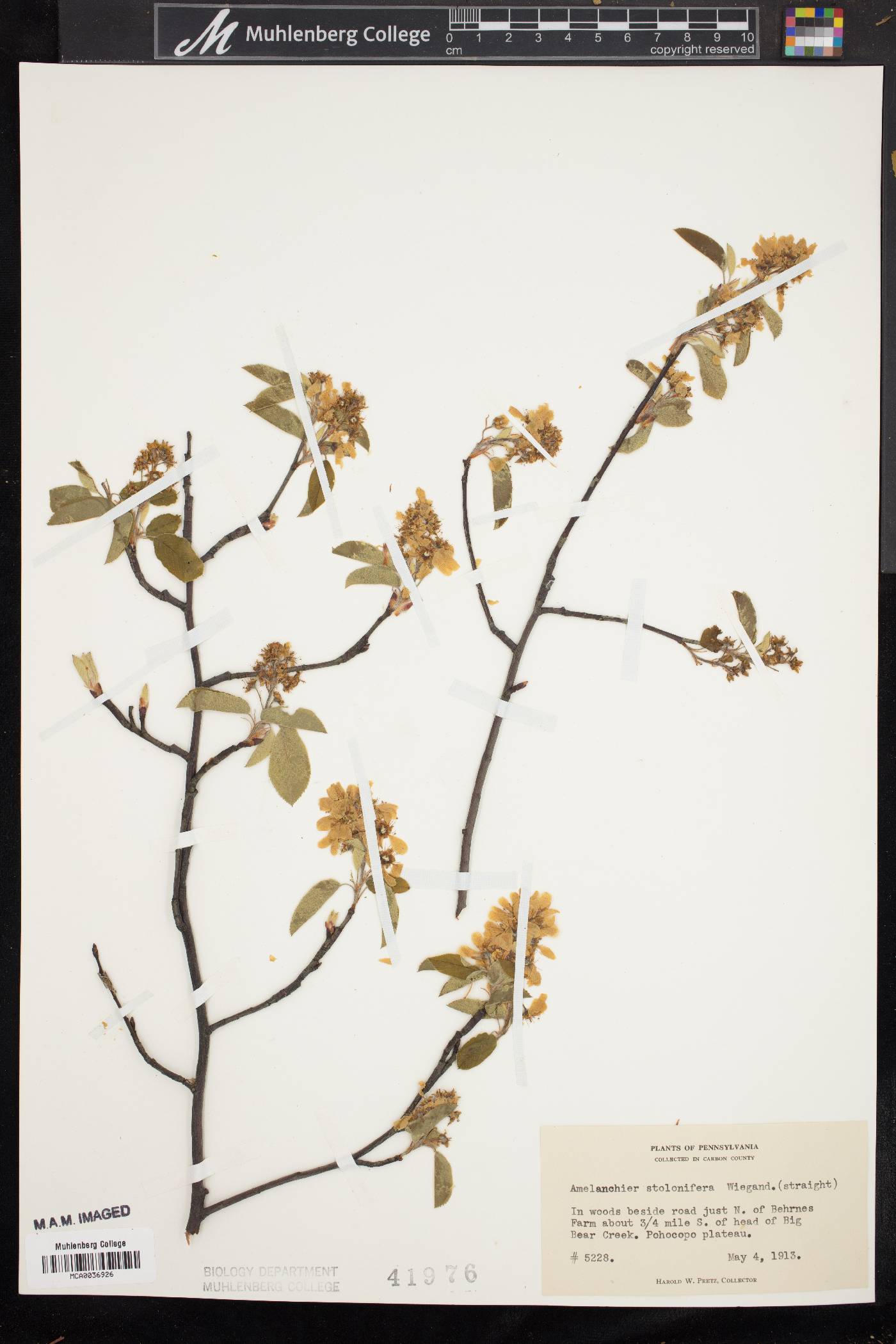 Amelanchier stolonifera image