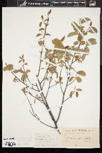 Amelanchier stolonifera image