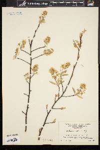 Amelanchier stolonifera image