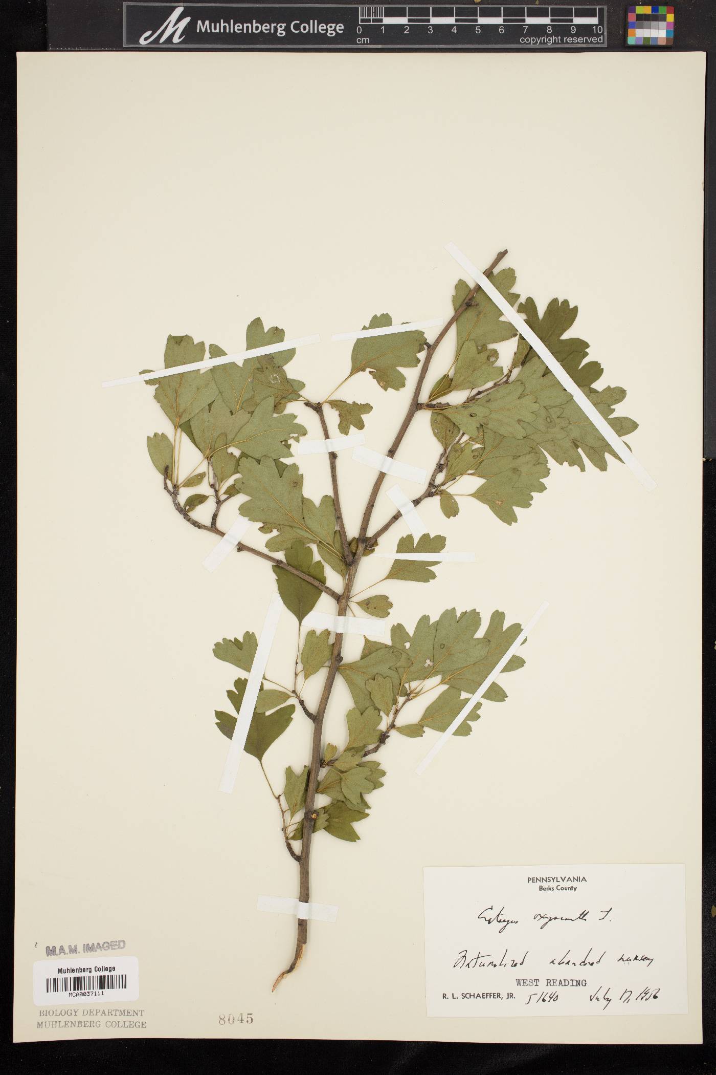 Crataegus laevigata image