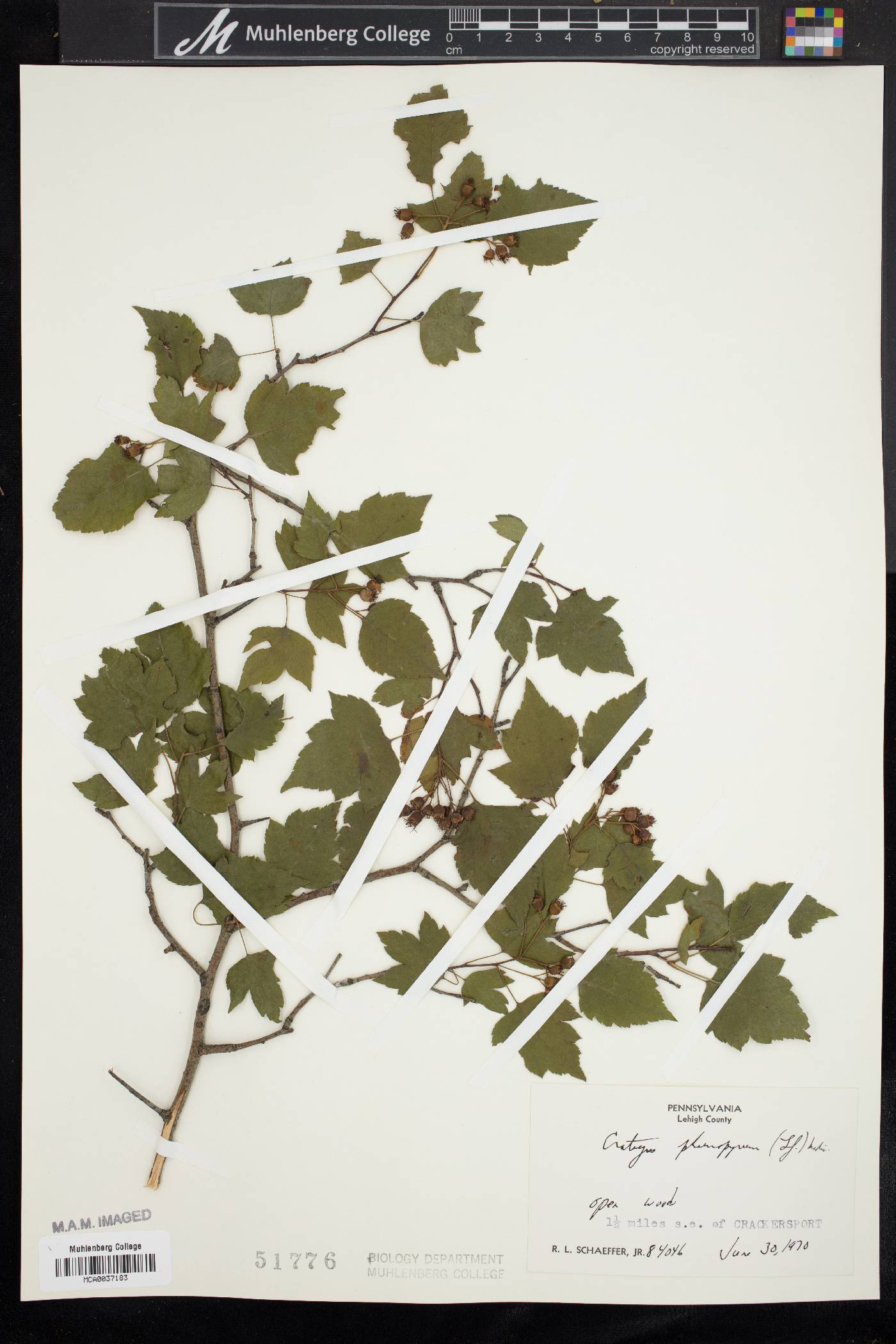 Crataegus phaenopyrum image
