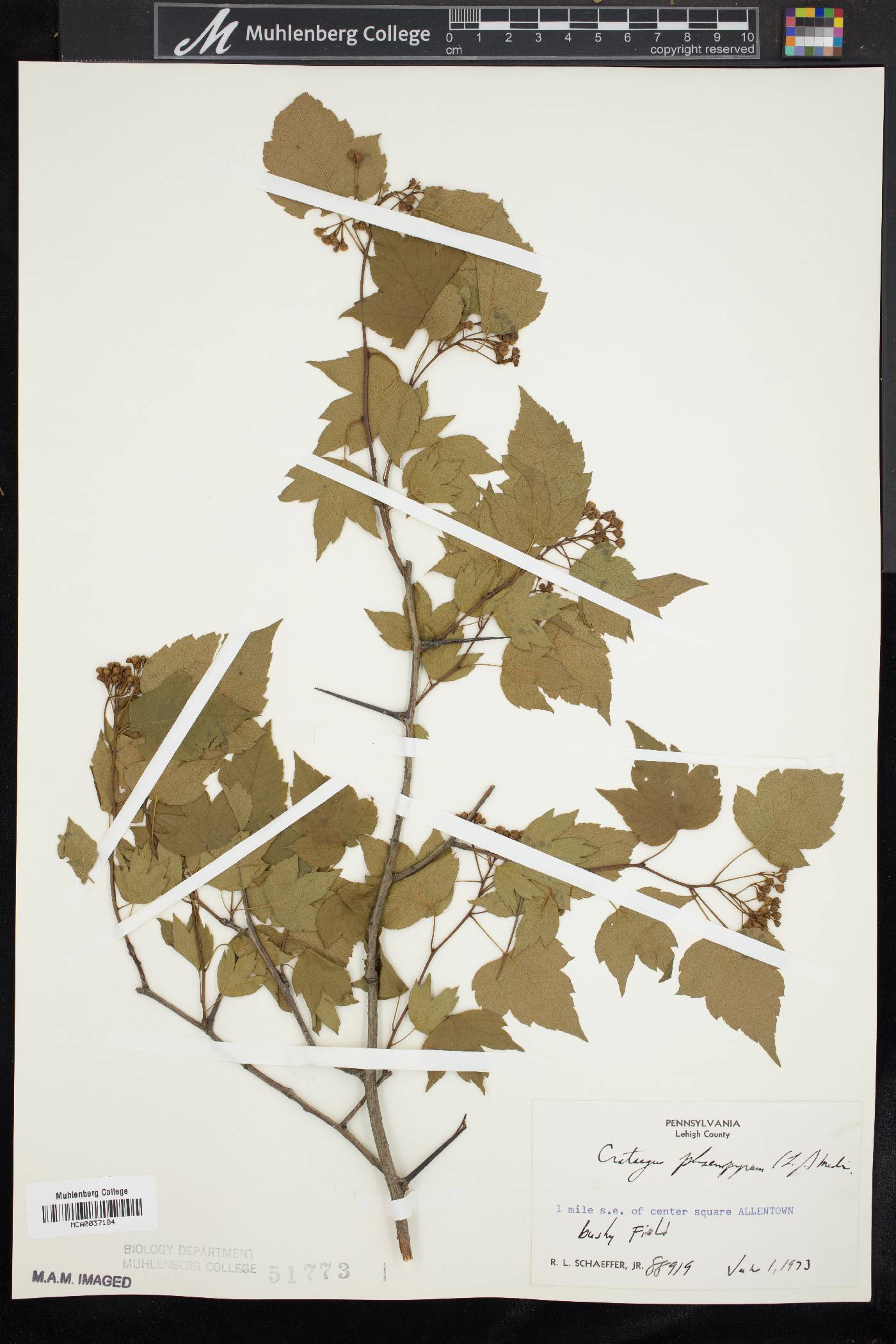 Crataegus phaenopyrum image