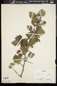 Crataegus pruinosa image