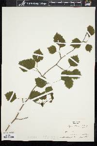 Crataegus pruinosa image