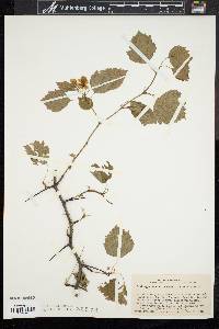 Crataegus pruinosa image