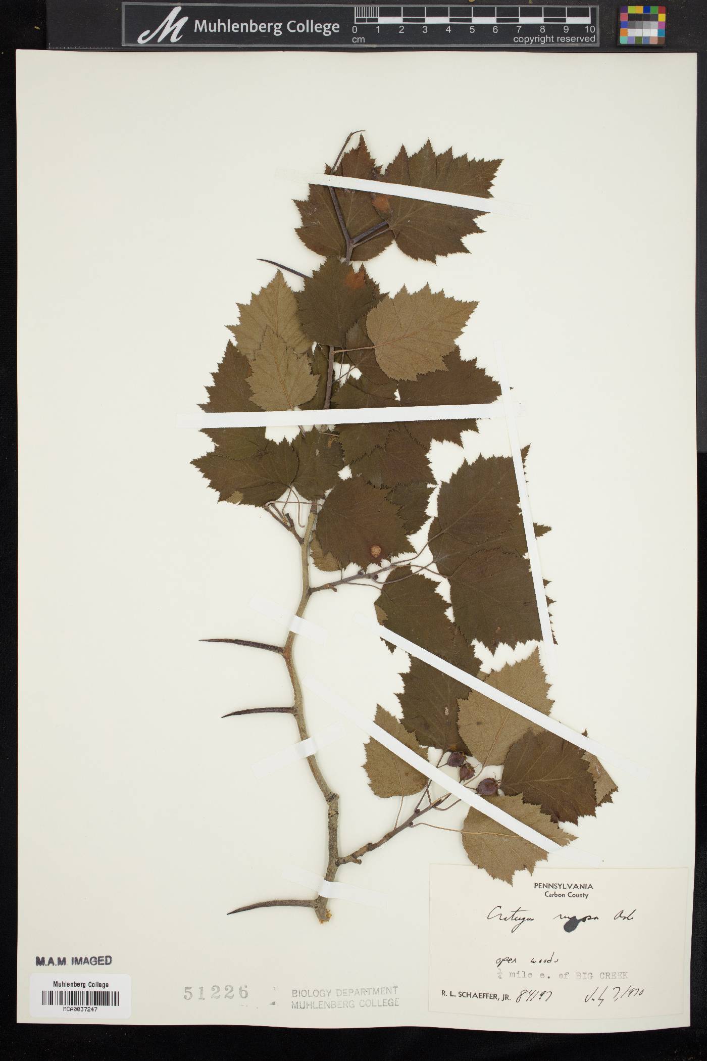Crataegus rugosa image