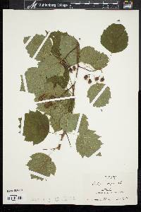 Crataegus rugosa image