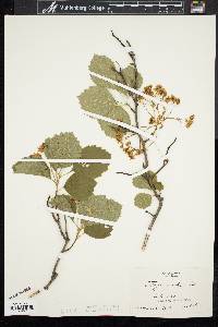 Crataegus succulenta image