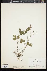 Potentilla indica image