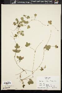 Potentilla indica image