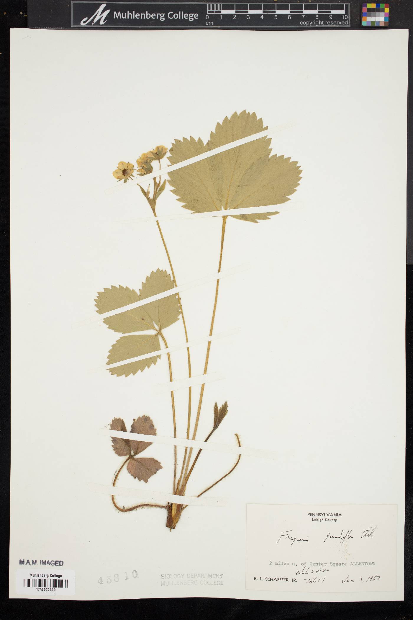 Fragaria ananassa image