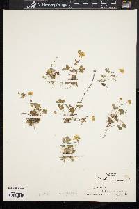 Potentilla canadensis image