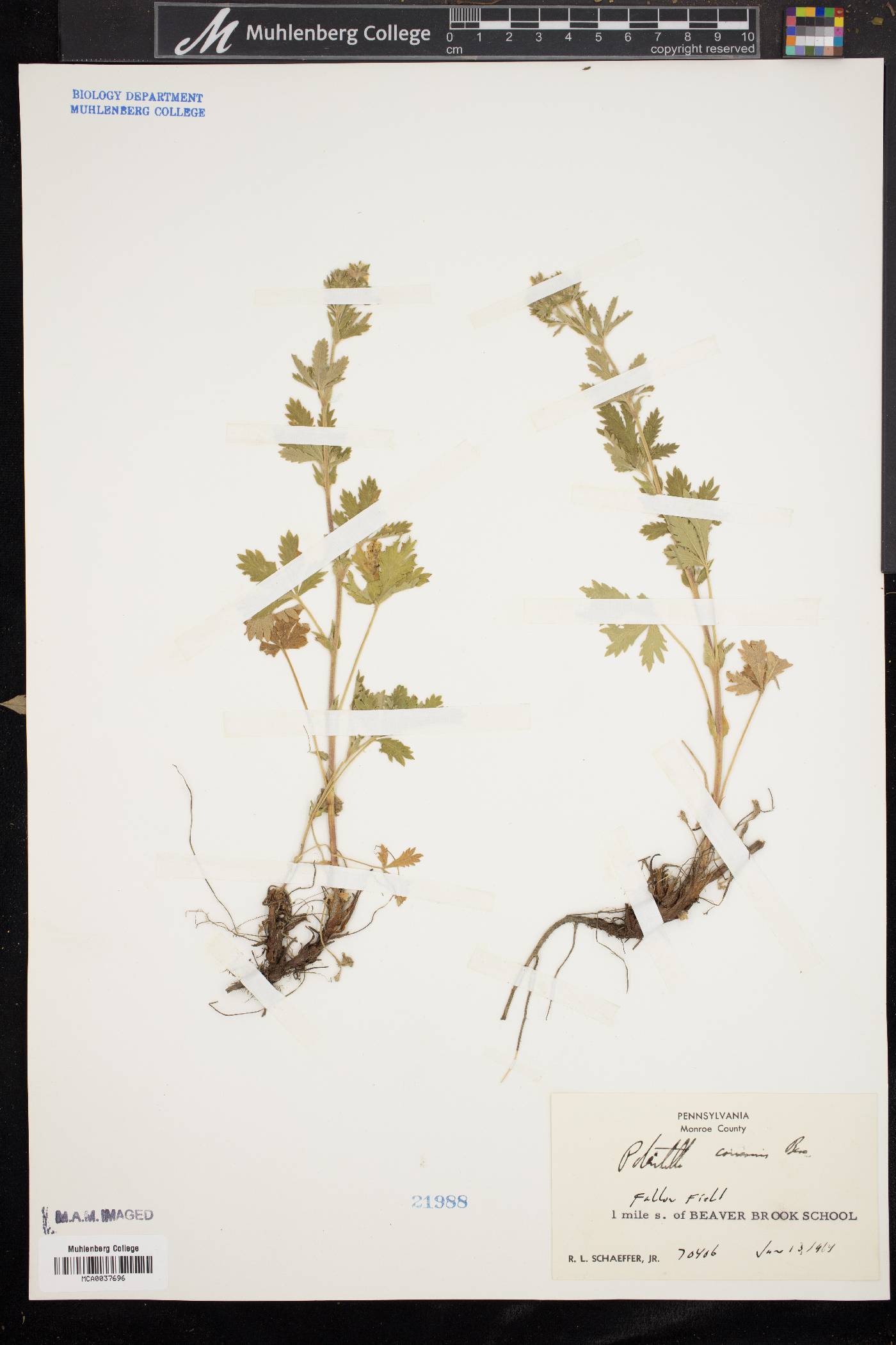 Potentilla canescens image