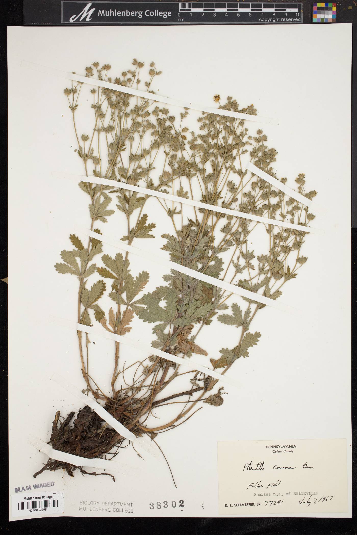 Potentilla canescens image
