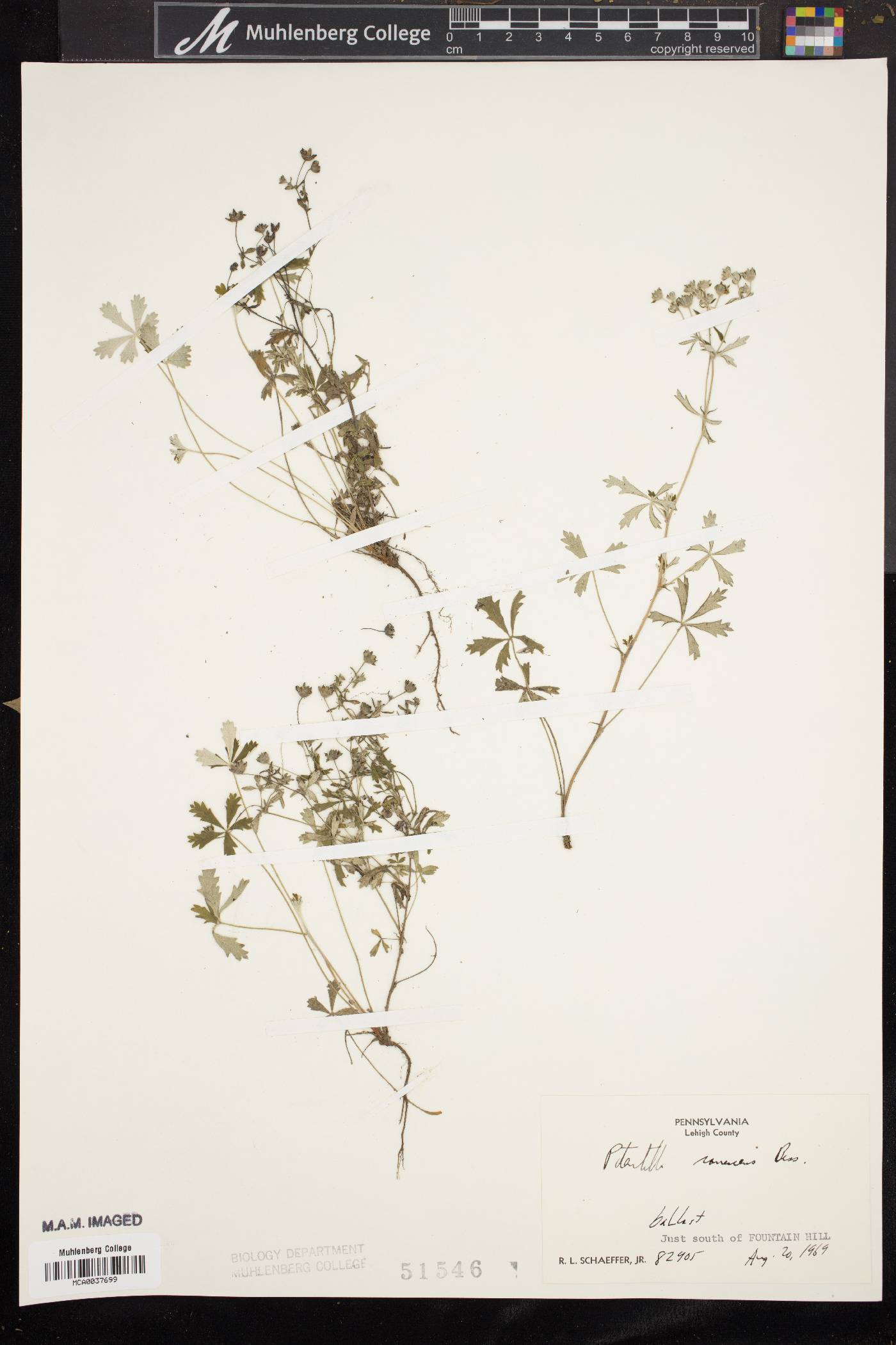 Potentilla canescens image
