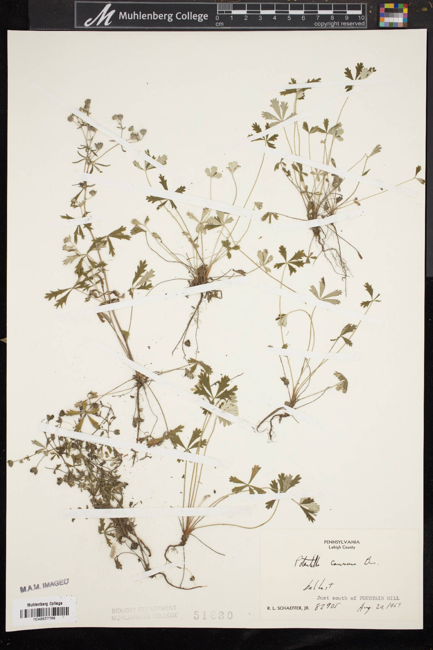 Potentilla canescens image