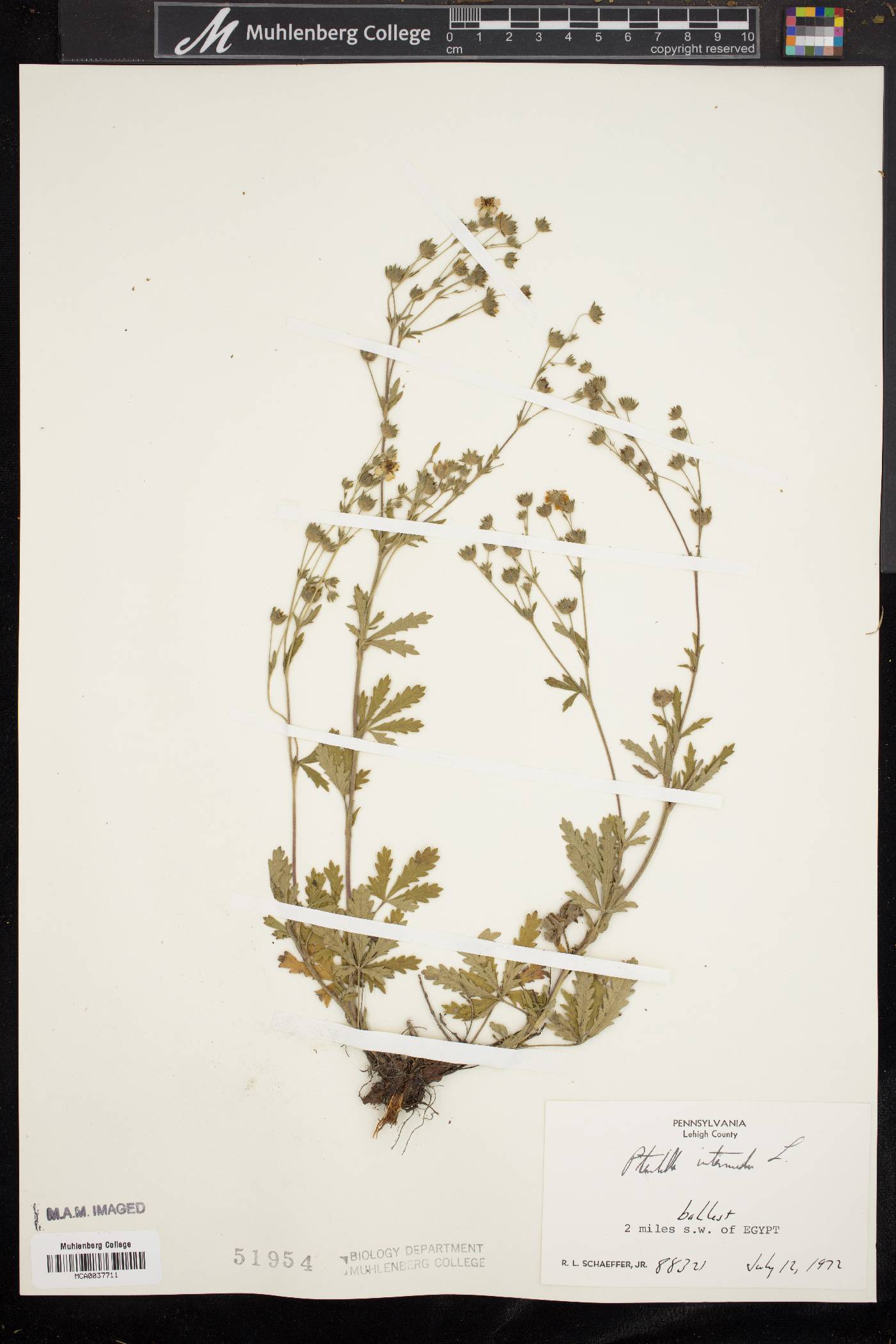 Potentilla intermedia image