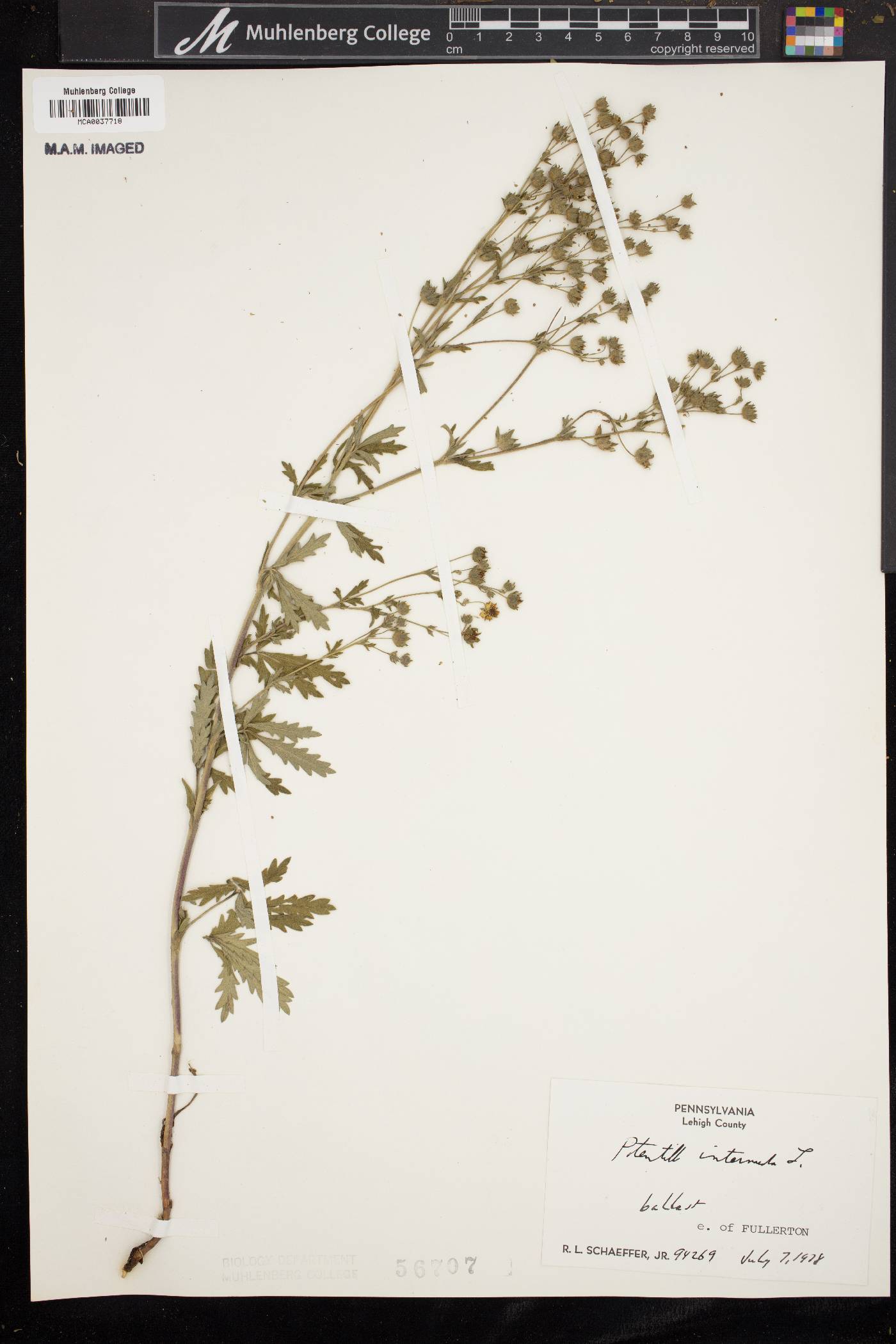Potentilla intermedia image