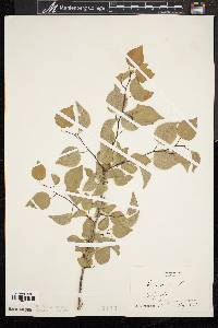 Prunus armeniaca image